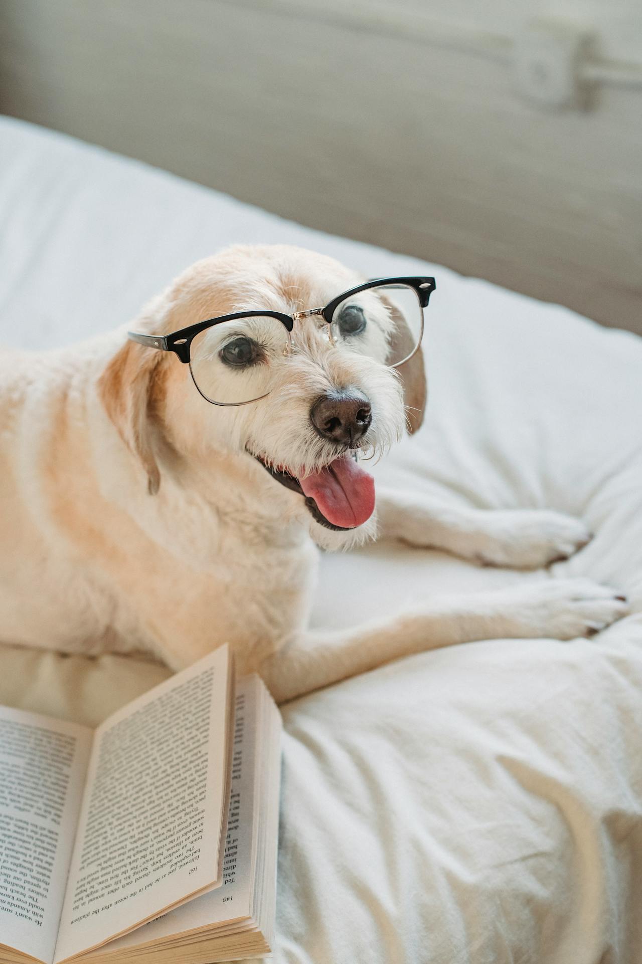 perrito con gafas perrito feliz